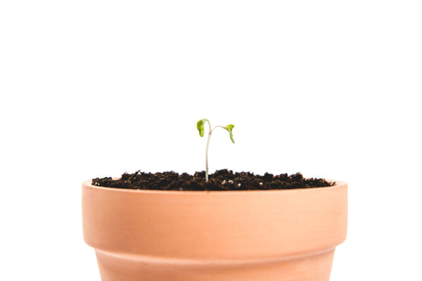 Clay Plant Pot anhnt