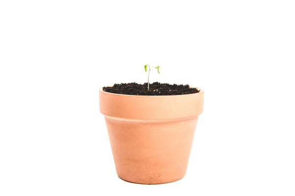 Clay Plant Pot anhnt